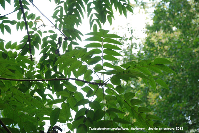 Toxicodendron vernicifluum