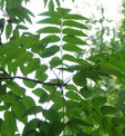 Toxicodendron vernicifluum