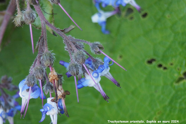 Trachystemon orientalis