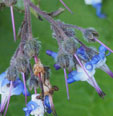 Trachystemon orientalis