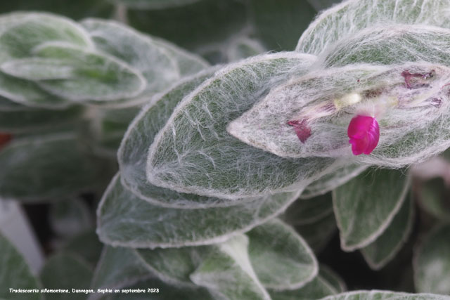 Tradescantia sillamontana