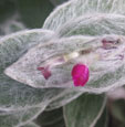 Tradescantia sillamontana