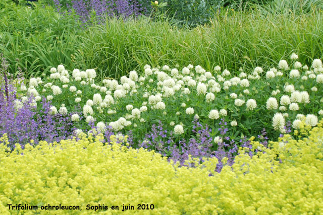 Trifolium ochroleucon