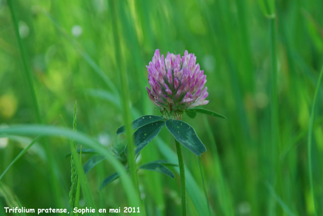 Trifolium pratense