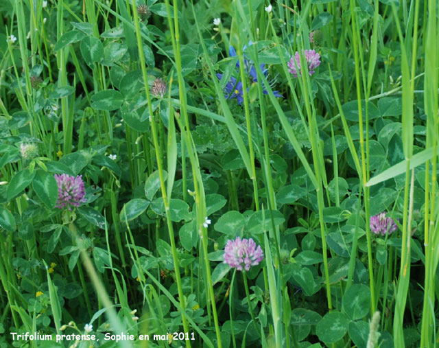 Trifolium pratense