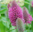 trifolium rubens