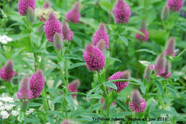 Trifolium rubens