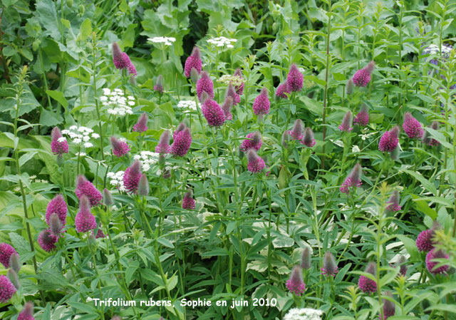 Trifolium rubens