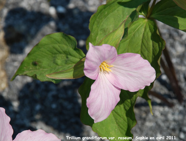 Trillium grandiflorum var. roseum