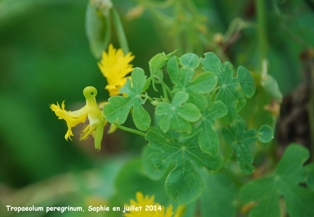 Tropaeolum peregrinum