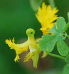 Tropaeolum peregrinum