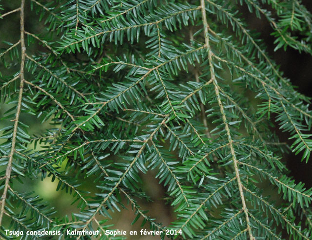 Tsuga canadensis