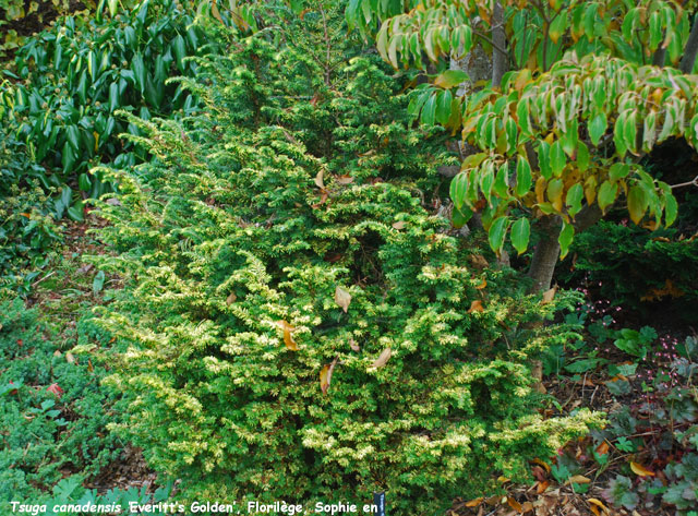 Tsuga canadensis 'Everitt's Golden'