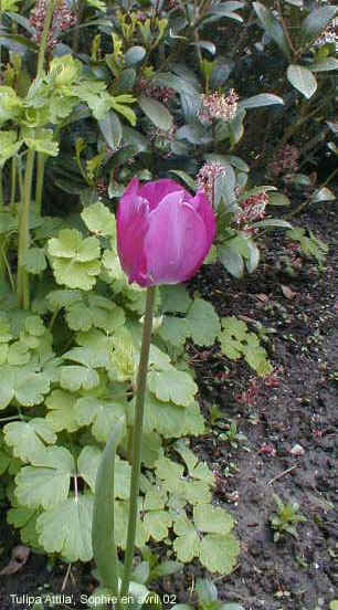 Tulipa 'Alibi'