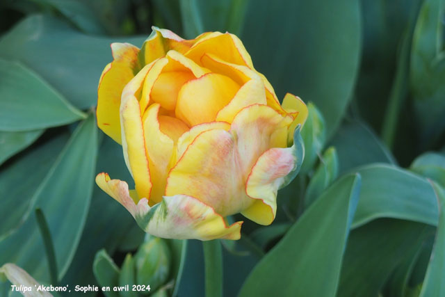 Tulipa 'Akebono'