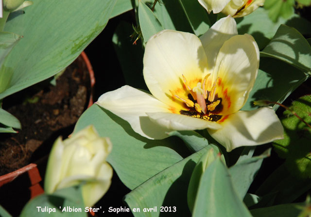 Tulipa 'Albion Star'