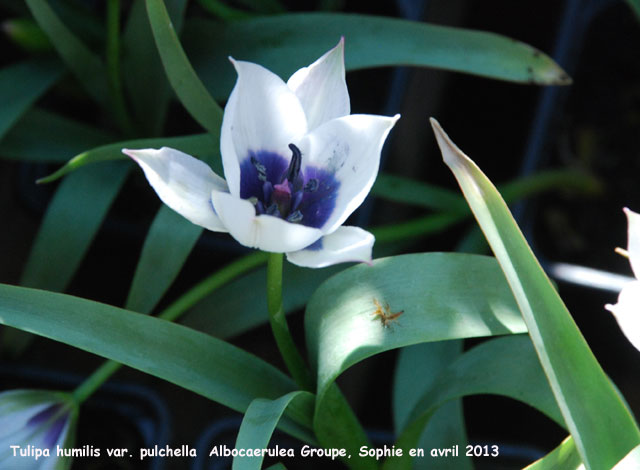 Tulipa humilis var. pulchella Albocaerulea Group