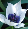 Tulipa humilis var. pulchella Albocaerulea Group