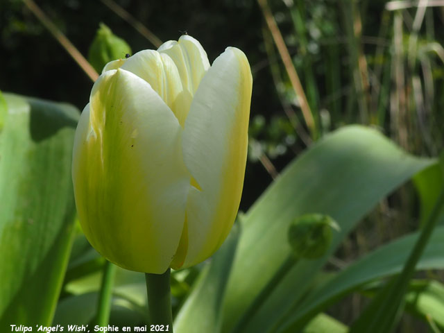 Tulipa 'Angel's Wish'