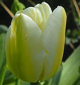 Tulipa 'Angel's Wish'