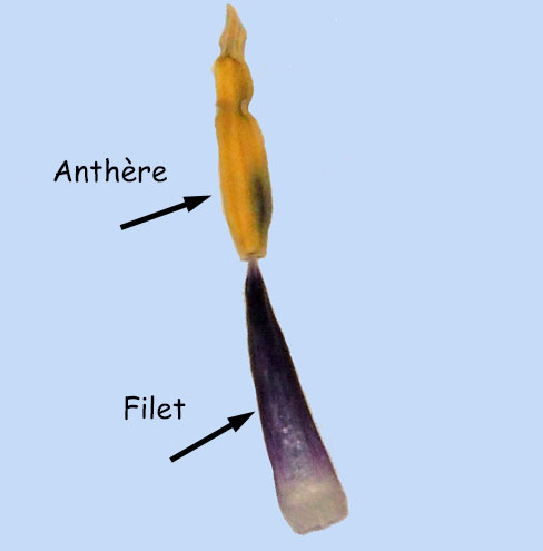 etamine de tulipe horticole