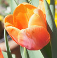 Tulipa 'Bellville'