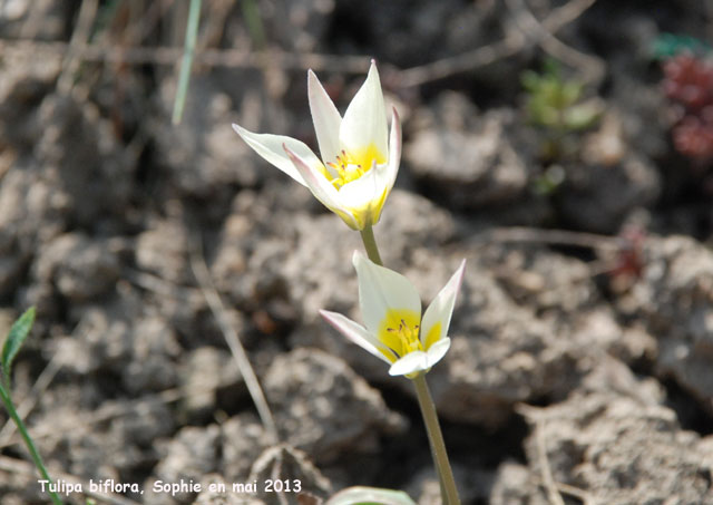 Tulipa biflora