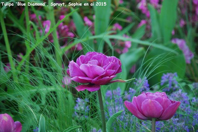 Tulipa 'Blue Diamond'