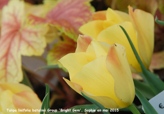 Tulipa linifolia Batalinii Group 'Bright Gem'