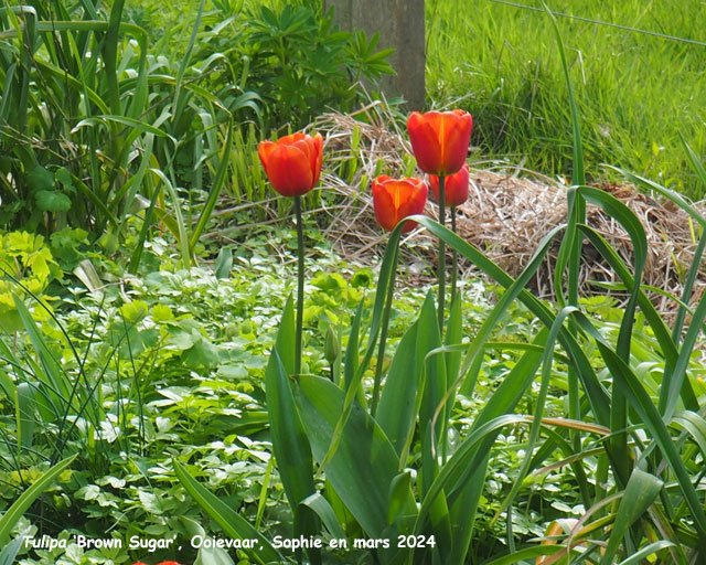 Tulipa 'Brown Sugar'