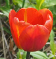 Tulipa 'Brown Sugar'