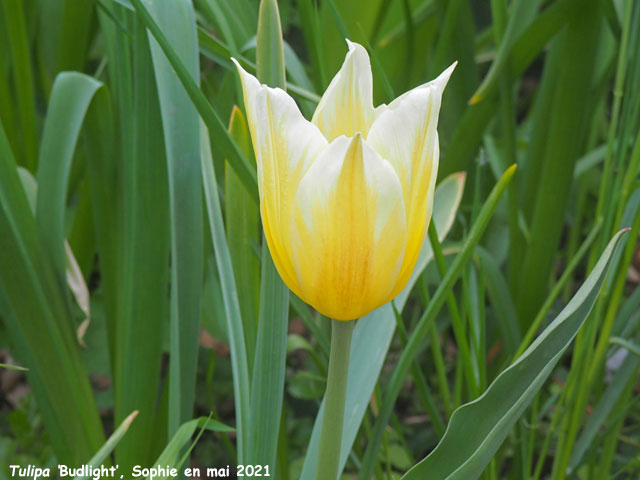 Tulipa 'Budlight'