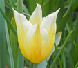 Tulipa 'Budlight'