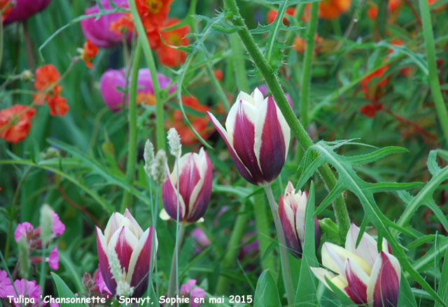 Tulipa 'Chansonnette'