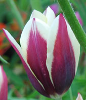 Tulipa 'Chansonnette'
