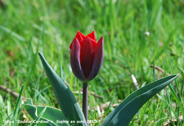 Tulipa 'Couleur Cardinal'