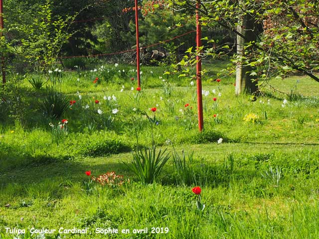 Tulipa 'Couleur Cardinal'