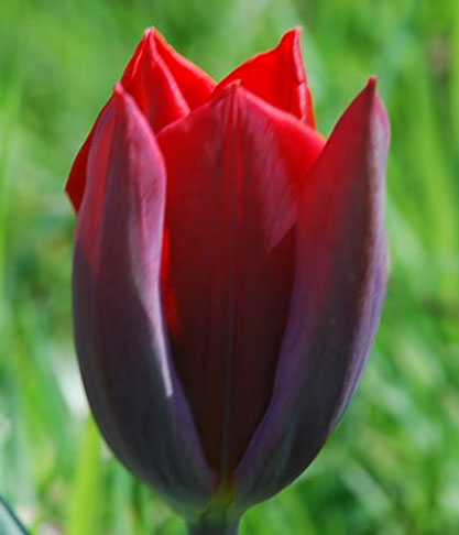 Tulipa 'Couleur Cardinal'