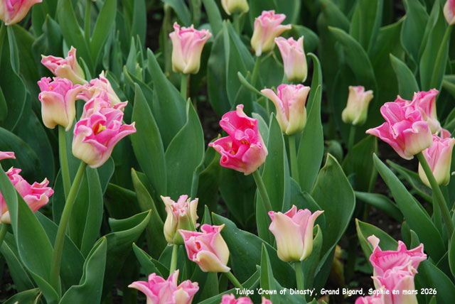 Tulipa 'Crown of Dynasty'