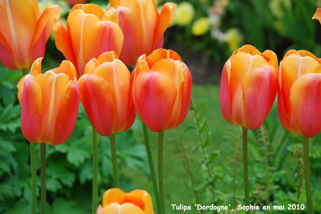 Tulipa 'Dordogne'