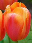 Tulipa 'Dordogne'