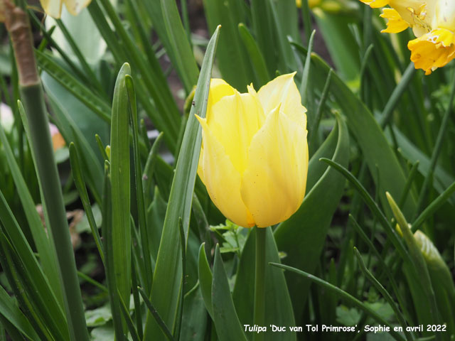 Tulipa 'Duc van Tol Primrose'