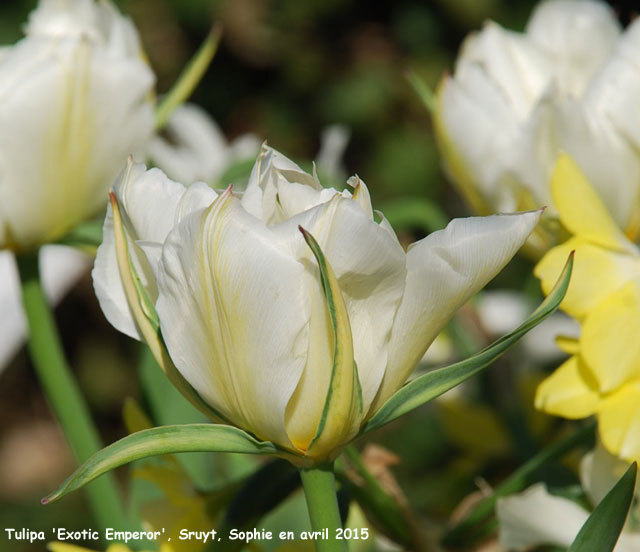 Tulipa 'Exotic Emperor'