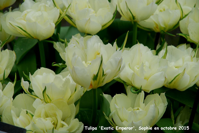 Tulipa 'Exotic Emperor'