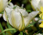 Tulipa 'Exotic Emperor'