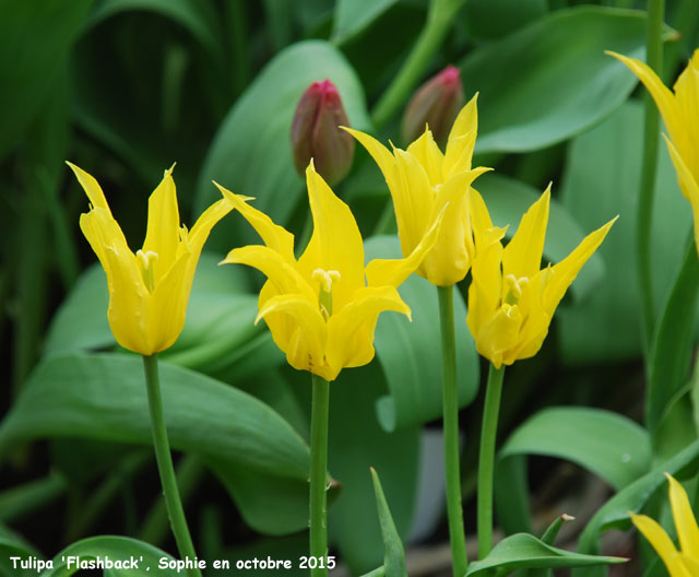 Tulipa 'Flashback'