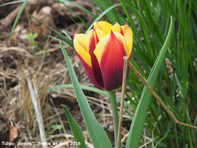 Tulipa 'Gavota'