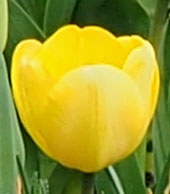 Tulipa 'Golden Parade'