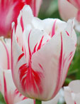 Tulipa 'Happy Generation'