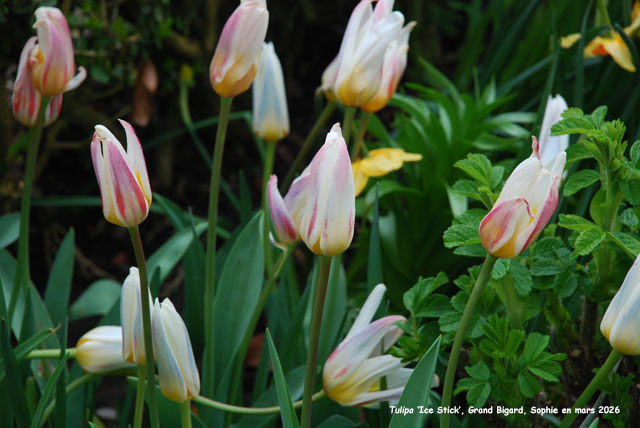 Tulipa 'Albion Star'